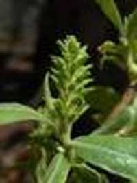 Salix-taxifolia.jpg