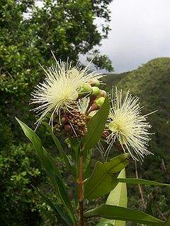 Archivo:Syzygium jambos flor.jpg