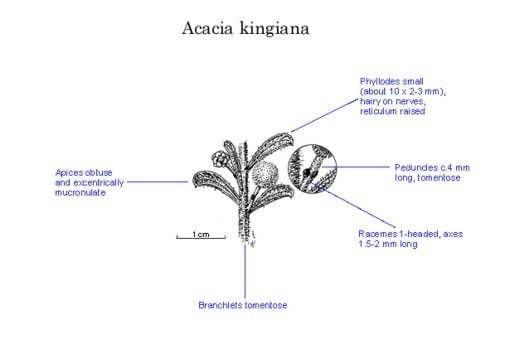Archivo:Acacia kingiana.jpg