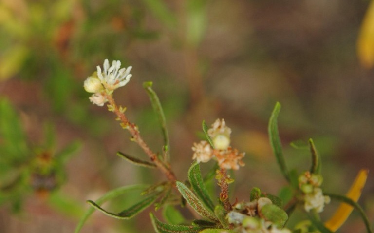 Archivo:Croton cuchillae-nigrae 1.jpg