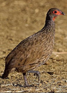 Francolin.jpg