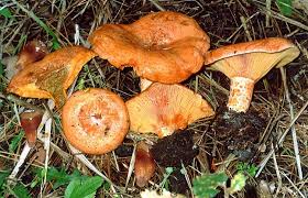 Lactarius-niscalos.jpg