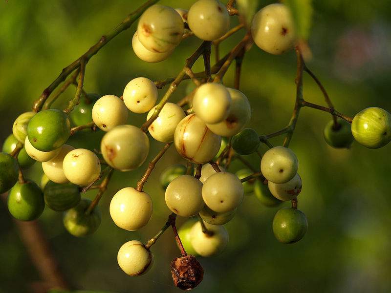 Archivo:Melia azedarach frutos.jpg