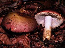 Russula faginea.jpg