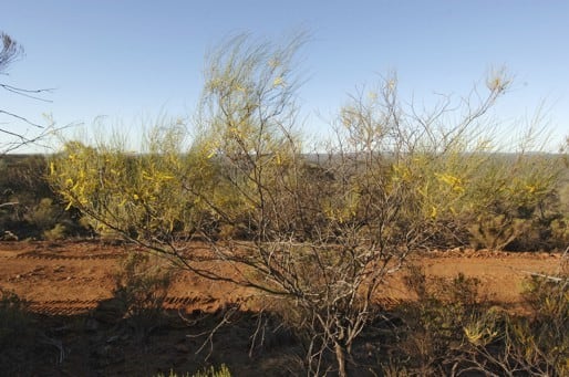 Archivo:Acacia karina 2.jpg