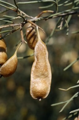 Archivo:Acacia macraneura 5.jpg