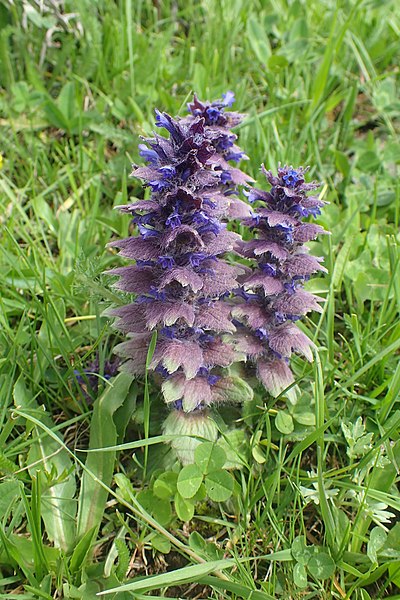 Archivo:Ajuga orientalis 2.jpg