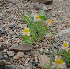 Alstroemeria graminea.jpg