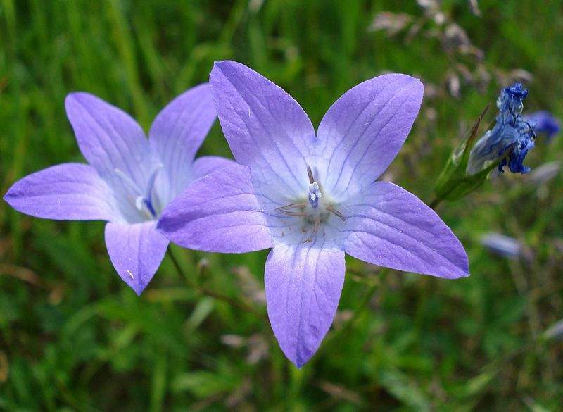 Archivo:Campanula patula flor.jpg