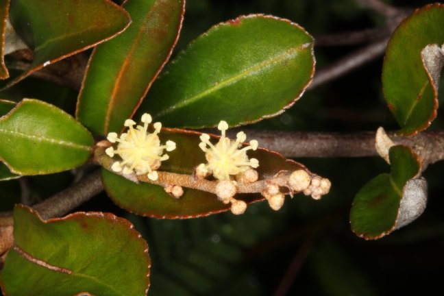 Archivo:Croton hovarum 4.jpg