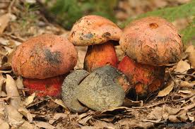 Archivo:Hongo boletus purpureus.jpeg
