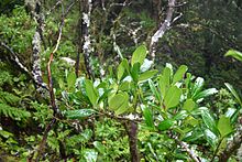 Ilex perado lopezlilloi.jpg