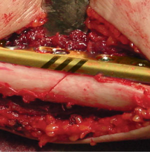 Lineas de referencia.jpg