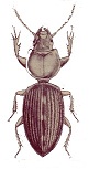 Oxydrepanus cubanus.jpg
