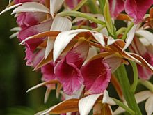 Phaius tancarvilleae-1.JPG