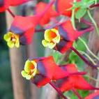 Planta Soldadito.jpeg