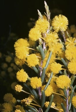 Archivo:Acacia leptospermoides 1.jpg