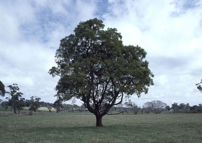 Archivo:Acacia melanoxylon 2.jpg