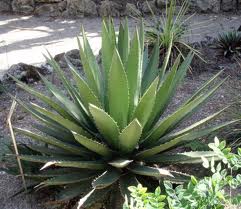 Agave1.jpeg