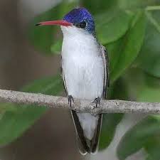 Colibrí corona violeta.jpeg