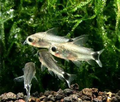 Archivo:Corydoras hastatus2-ch.jpg