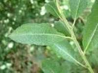 Salix bebbiana.jpg