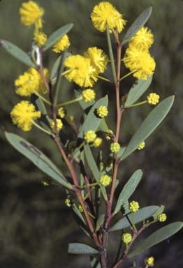 Archivo:Acacia mutabilis.jpg