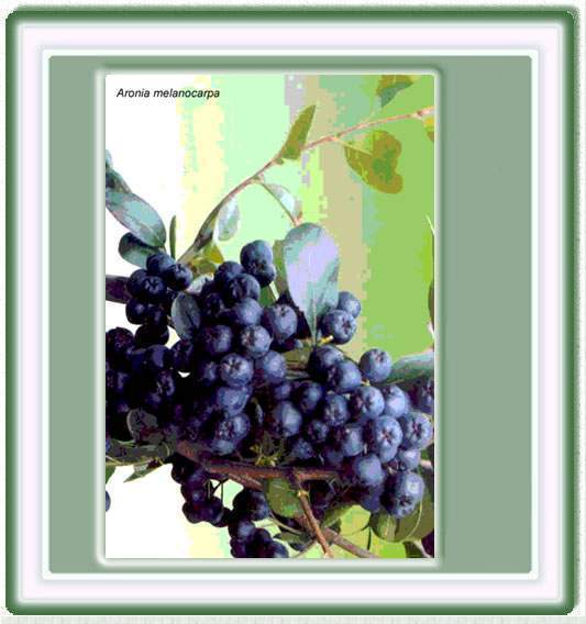 Archivo:Aronia melanocarpa.jpg