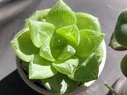 Haworthias Cymbiformis.jpg