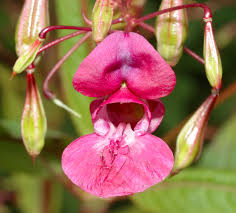 Impatiens glandulifera1.jpg