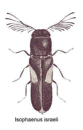 Isophaenus israeli.jpg