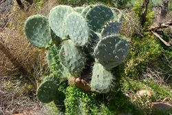 Opuntiarobusta10 sml.jpg