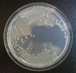 Bacterias endofitas.jpg