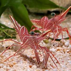 Archivo:Camaron bailarin rosado.jpg