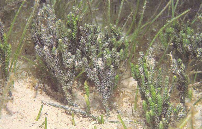 Archivo:Caulerpa cupressoides.jpg