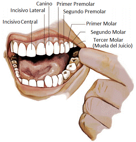 Salón Incompetencia Similar Dientes incisivos - EcuRed