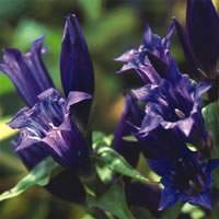 GENTIANA ASCLEPIADEA.jpg