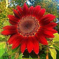 Girasol rojo 1s.jpg