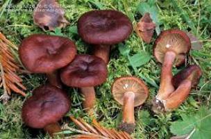 Archivo:Lactarius badiosanguineus1.jpg