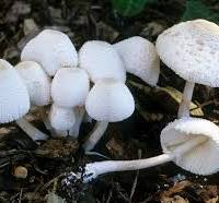 Archivo:Leucocoprinus cepaestipes.jpg