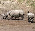 Rinoceronte Blanco.jpeg