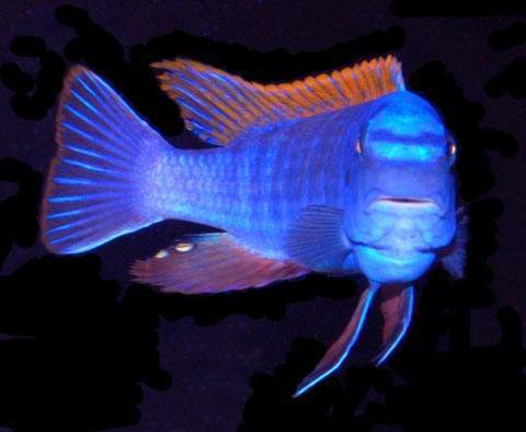 Archivo:Trewavasae 090322b w0400.jpg