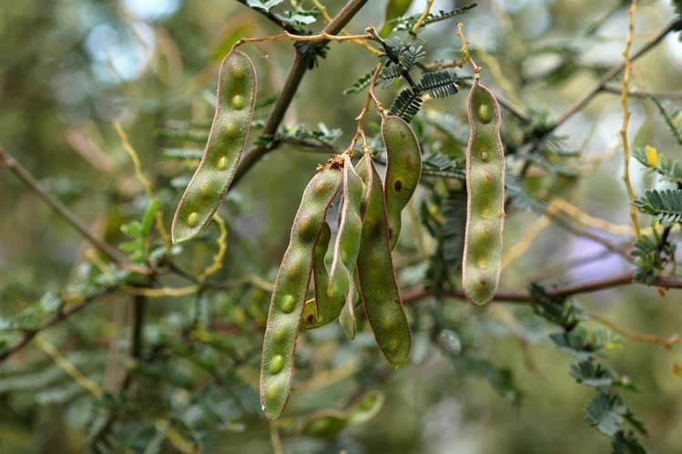Archivo:Acacia jonesii 3.jpg