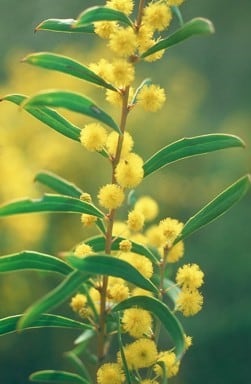 Archivo:Acacia ligustrina 3.jpg