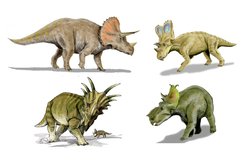 Ceratopsidae.png