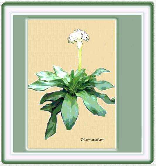 Archivo:Crinum (Crinum asiaticum).jpg