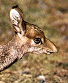 Dikdik3.jpg