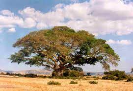 Higuera de Socotra.jpg