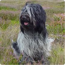 Schapendoes neerlandés.jpeg