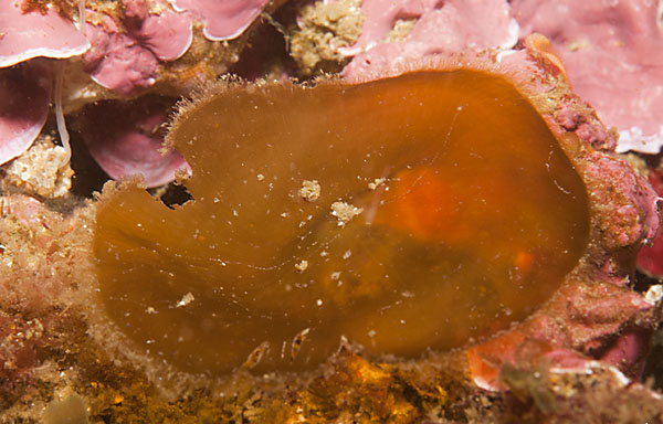 Archivo:Zanardinia typus.jpg